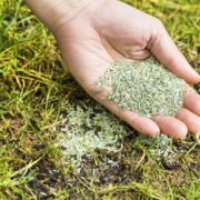 Grow Effective Grass Seeds