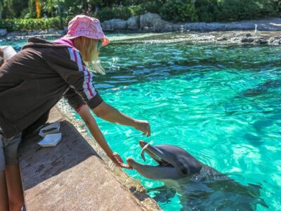 Dolphin Encounter