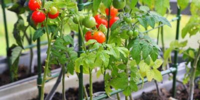 Balcony Gardening